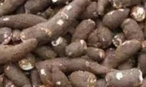 பரமத்தி வேலூர் பகுதியில் மரவள்ளி கிழங்கு விலை உயர்வு