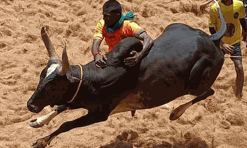 அனுமதி பெறாமல் ஜல்லிக்கட்டு நடத்தினால்.... - கலெக்டர் எச்சரிக்கை