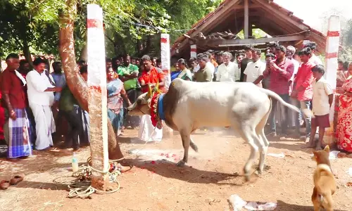 ஜல்லிக்கட்டு: புதிய நாச்சி காளைக்கு பரிவட்டம் கட்டும் நிகழ்ச்சி