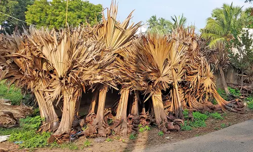 உடன்குடி பகுதியில் விற்பனைக்கு குவிந்த பனை ஓலைகள்