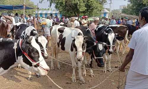 ரூ.70 லட்சத்துக்கு கால்நடைகள் விற்பனை