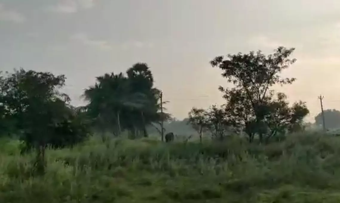 கோபிசெட்டிபாளையம் அருகே ஊருக்குள் புகுந்த ஒற்றை யானை- எச்சரிக்கையாக இருக்க வனத்துறையினர் அறிவுறுத்தல்