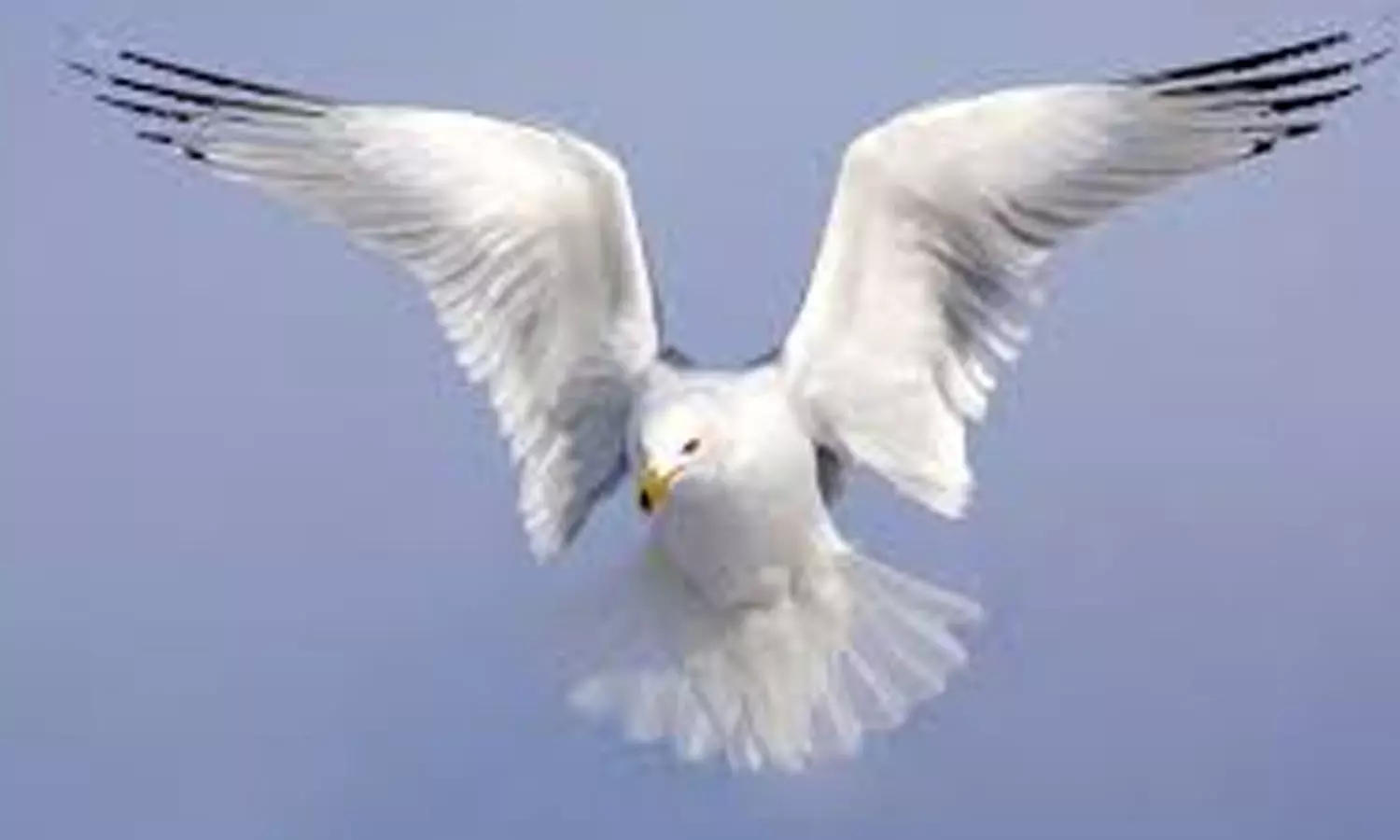 நஞ்சராயன்குளத்திற்கு குறைந்த எண்ணிக்கையில் வரும் பறவைகள்