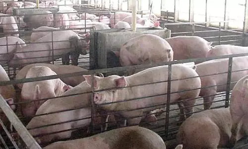 நீலகிரியில் வளர்ப்பு பன்றிகள் விற்க தடை