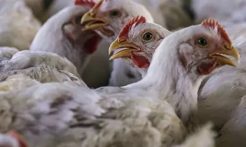 நாமக்கல் மண்டலத்தில் முட்டை கோழி விலை கிலோவுக்கு ரூ.3 குறைந்தது