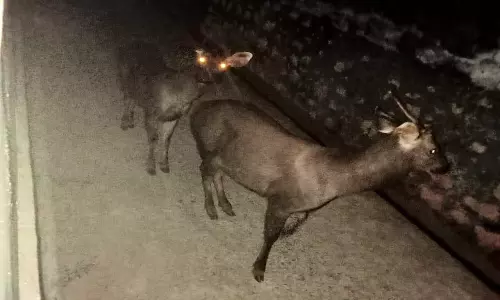 குளச்சல் பகுதியில் சுற்றித்திரியும் மிளா