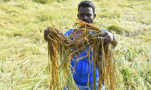 கலெக்டர் நேரடி ஆய்வு நடத்தி இழப்பீடு வழங்க வேண்டும்