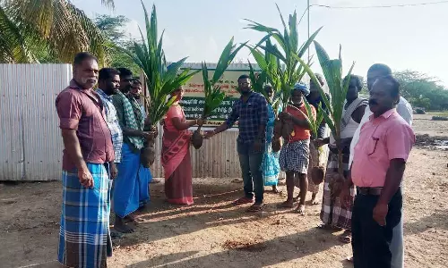 விவசாயிகளுக்கு இலவச தென்னங்கன்றுகள்