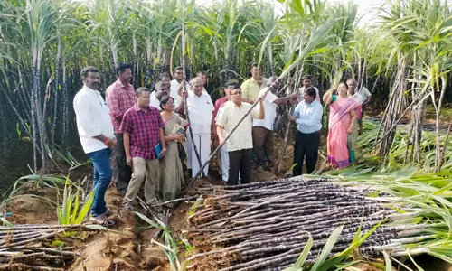 பொங்கல் பரிசு தொகுப்பிற்கான கரும்பு கொள்முதல் பணியை கலெக்டர் ஆய்வு
