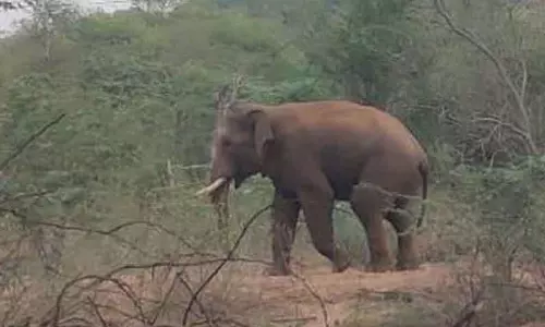 காரமடை அருகே தென்னை, வாழை மரங்களை சேதப்படுத்திய காட்டு யானை