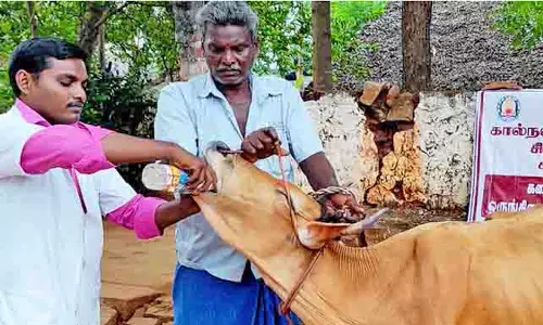கால்நடை மருத்துவ முகாம்