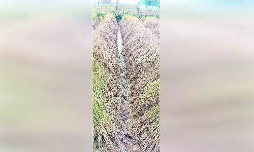 நெற்பயிரில் புகையான் நோய் தாக்குதலை கட்டுப்படுத்துவது குறித்து அதிகாரி தகவல்