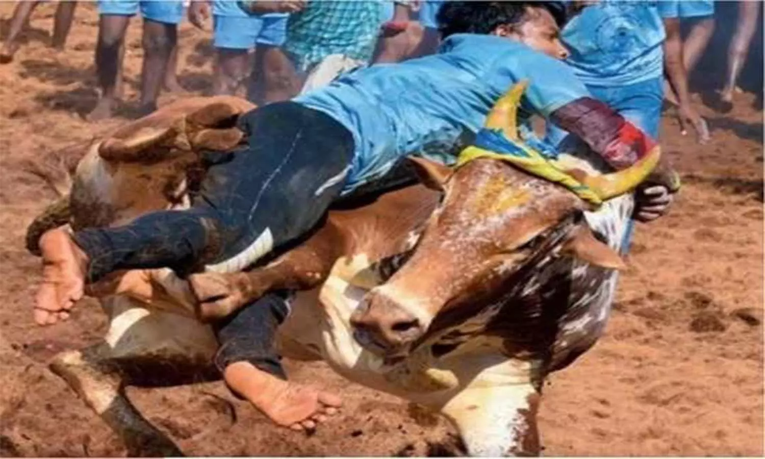 182 கிராமங்களில் மாடு விடும் விழா நடத்த அனுமதி கேட்டு மனு 182 கிராமங்களில் மாடு விடும் விழா நடத்த அனுமதி கேட்டு மனு