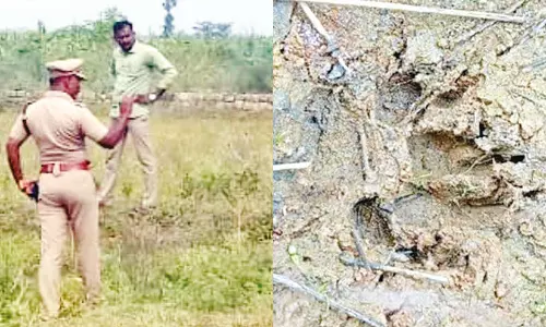 மேலூரில் சிறுத்தைப்புலி நடமாட்டம்?- வனத்துறையினர் தீவிர விசாரணை