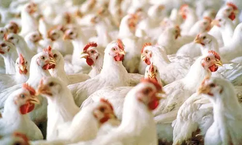 நாமக்கல் மண்டலத்தில் கறிக்கோழி விலை சரிவு