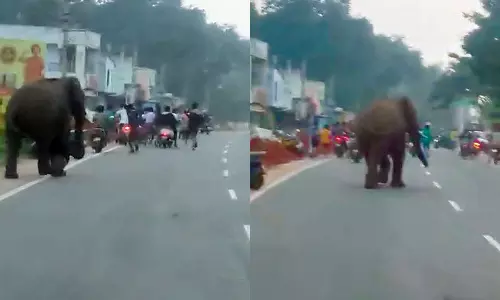 கோவை கணுவாயில் குடியிருப்புகள்-சாலைகளில் சுற்றி திரிந்த ஒற்றை காட்டு யானை