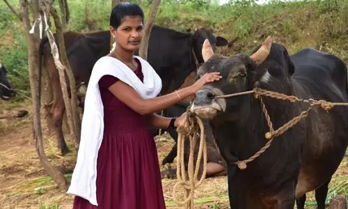 திண்டுக்கல் அருகே ஜல்லிக்கட்டு போட்டிக்காக காளைகளை தயார்படுத்தும் வீரமங்கை வருவாய்
