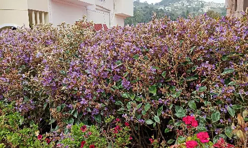 கொடைக்கானலில் பூத்துக்குலுங்கும் நீலக்குறிஞ்சி மலர்கள்- சுற்றுலா பயணிகள் உற்சாகம்