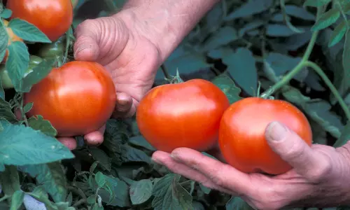 சிவப்பு தக்காளியும், சிறப்பான ஊட்டச்சத்துகளும்..
