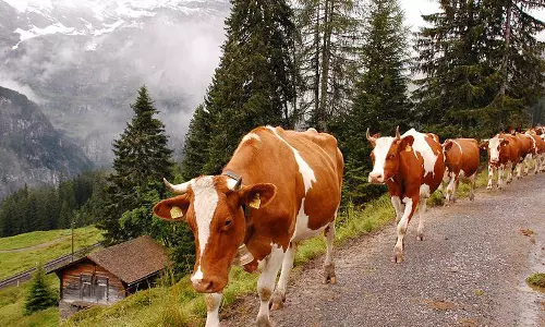 சாலையில் சுற்றித்திரிந்த மாடுகளை பிடித்த நகராட்சி நிர்வாகம்