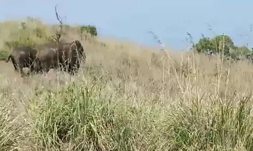 கொடநாடு மலை அடிவாரத்தில் குட்டிகளுடன் சுற்றும் யானைகள்