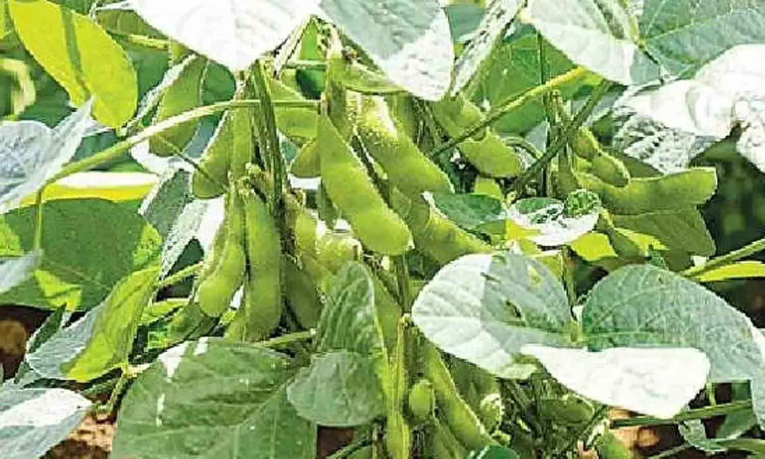 பொங்கலையொட்டி  மொச்சை சாகுபடி அறுவடை பணிகள் தீவிரம்