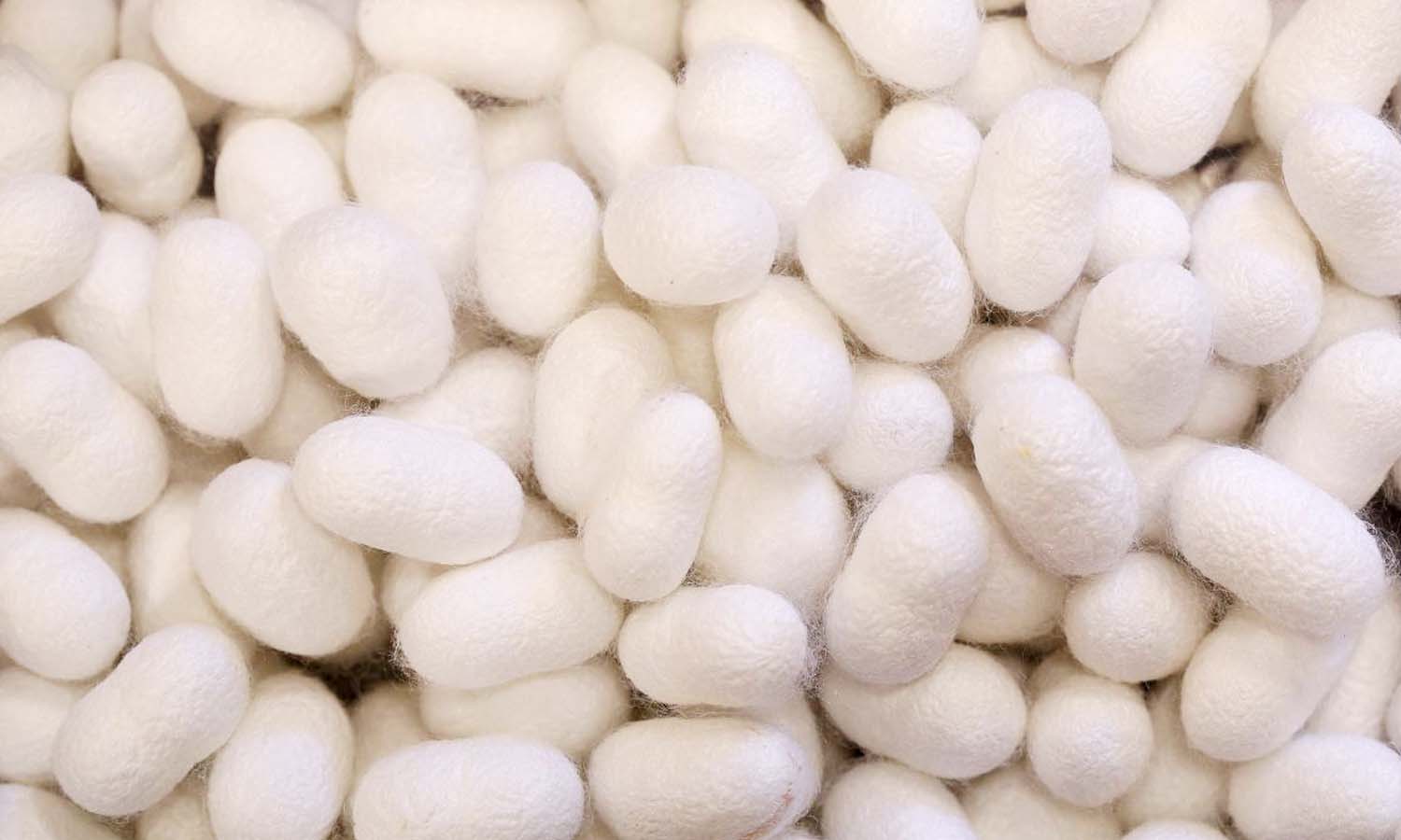 உடுமலை பகுதியில்பனியால் பட்டுக்கூடு உற்பத்தி  பாதிப்பு