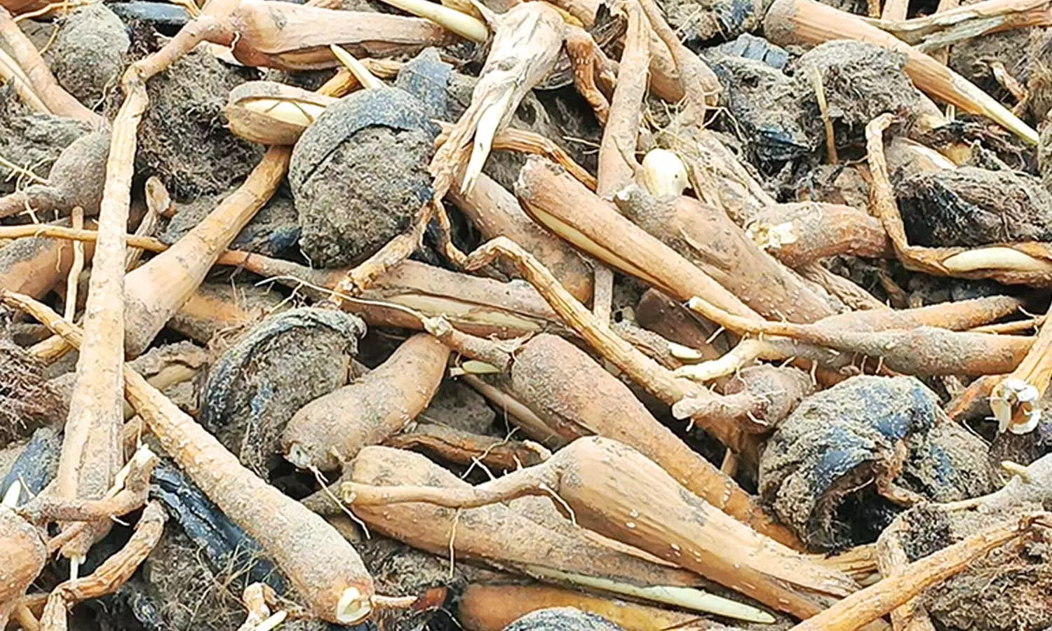 தூத்துக்குடி மாவட்டத்தில் பொங்கலுக்கு தயாராகும் பனங்கிழங்கு