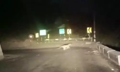 திம்பம் மலைப்பாதையில் சாலையை கடந்த சிறுத்தை