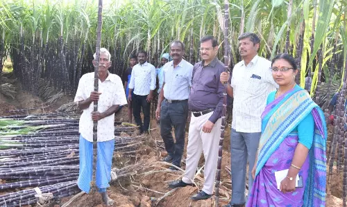 பெரம்பலூரில் கரும்பு வயல்களை நேரில் ஆய்வு செய்த கொள்முதல் குழுவினர்