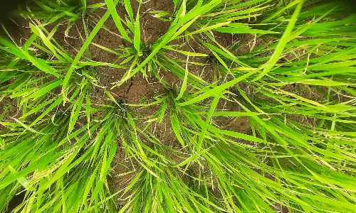 கொட்டாரம் பகுதியில் 300 ஏக்கர் நெற்பயிர்கள் கருகும் அபாயம்