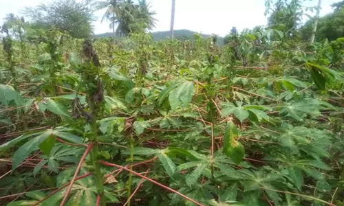 மாவு பூச்சி தாக்குதலுக்கு மானியத்தில் பூச்சி மருந்து