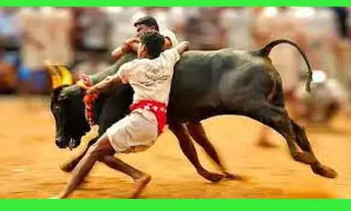 பண்டிகை நாட்களில் ஜல்லிக்கட்டுக்கு தடை விதிக்க வேண்டும்