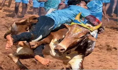 மாடு விடும் விழாவுக்கு அனுமதி கேட்டு 182 விண்ணப்பம்