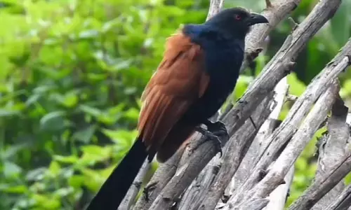 நீலகிரிக்கு வருகை தந்த வெளிநாட்டு பறவைகள்