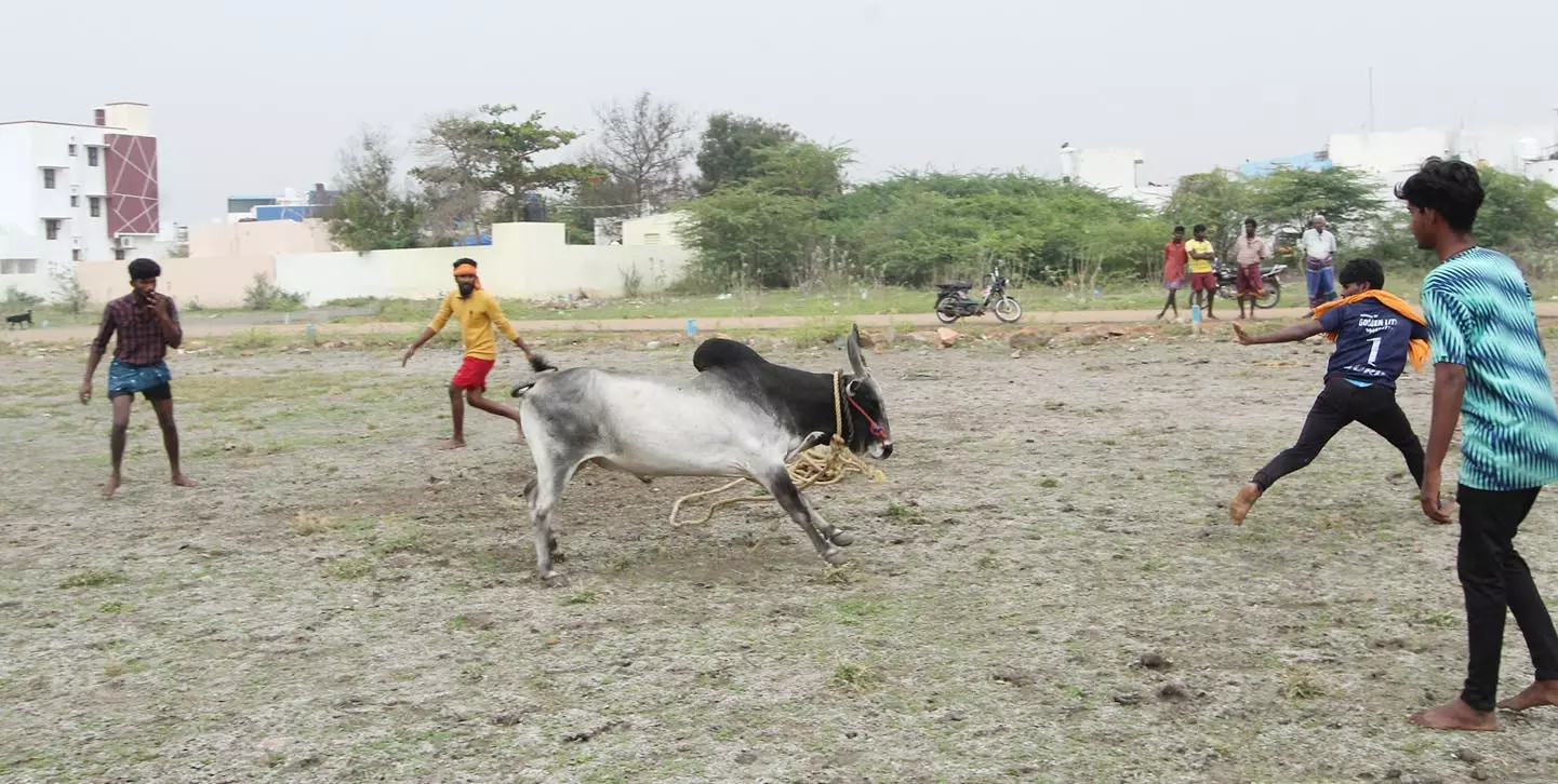 மாடுபிடி வீரர்களுக்கு தீவிர பயிற்சி