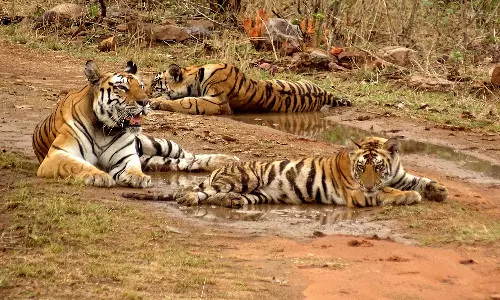 புலிகள் மாநிலம் அந்தஸ்து: மத்தியபிரதேசத்தை பின்னுக்கு தள்ளி கர்நாடகா முன்னிலை