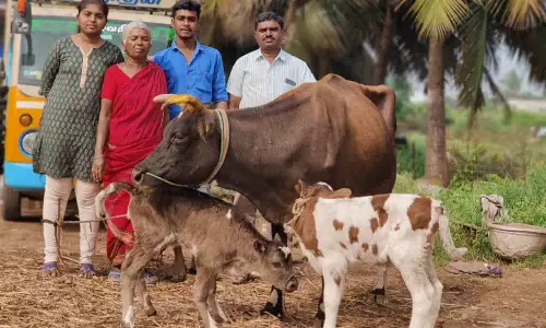 வடுகபாளையத்தில்  ஒரே பிரசவத்தில் 2 கன்றுகளை ஈன்ற பசுமாடு
