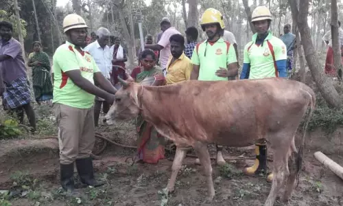கிணற்றில் விழுந்த பசு மாடு உயிருடன் மீட்பு