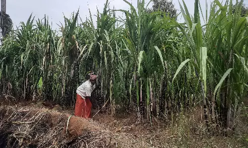 பொங்கல் பண்டிகையையொட்டி கொட்டாரம் பகுதியில் கரும்பு அறுவடை பணி தீவிரம்
