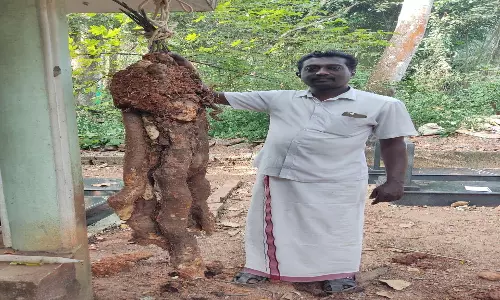 அருமனை அருகே 45 கிலோ எடை 7 அடி உயரம் கொண்ட அதிசய காச்சில் கிழங்கு