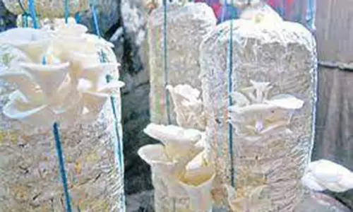 உணவு காளான் வளர்ப்பு பயிற்சி