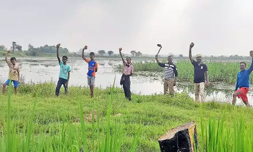 கடையத்தில்  குளக்கரைகளில் நடப்பட்ட பனை விதைகள்