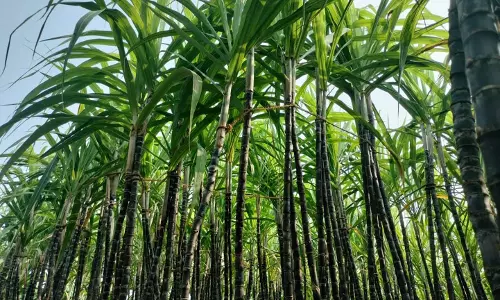 அறுவடைக்கு தயாரான கரும்புகள்