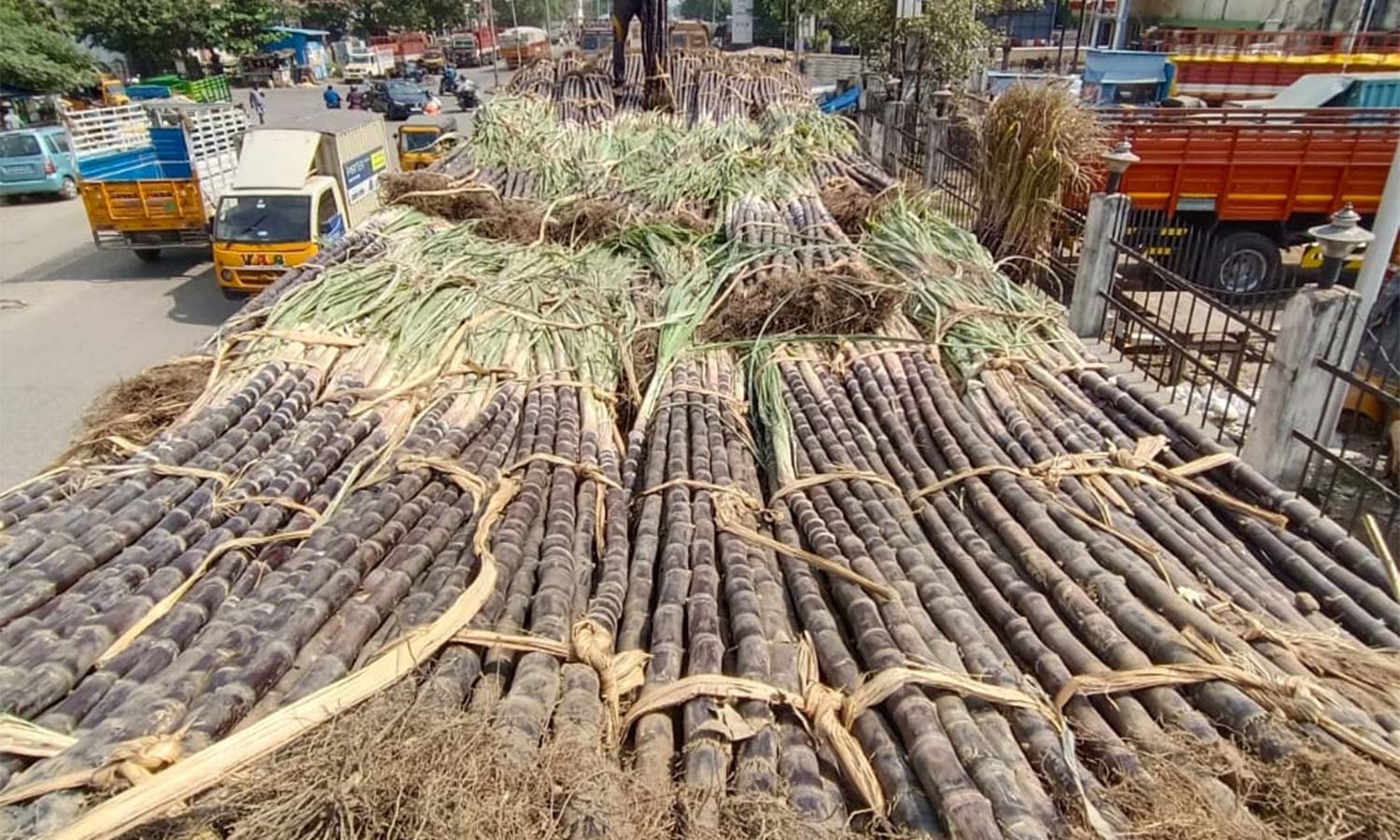 பொங்கல் சிறப்பு சந்தைக்கு கரும்புகள் வரத்தொடங்கின- ஒரு கட்டு ரூ.300 வரை விற்பனை