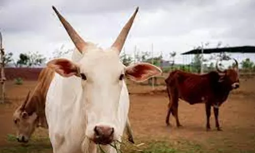 ரூ.16 லட்சத்திற்கு  காங்கேயம் இன மாடுகள்  விற்பனை