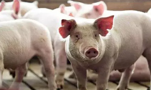 ஆப்ரிக்கன் பன்றிகாய்ச்சல் எதிரொலி: நீலகிரிக்கு வெளிமாநிலங்களில் இருந்து பன்றிகள் கொண்டு வர தடை