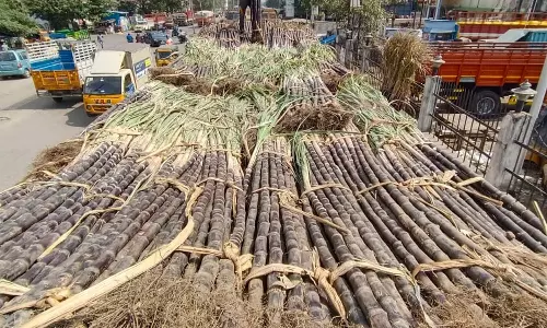 பொங்கல் சிறப்பு சந்தைக்கு கரும்புகள் வரத்தொடங்கின- ஒரு கட்டு ரூ.300 வரை விற்பனை