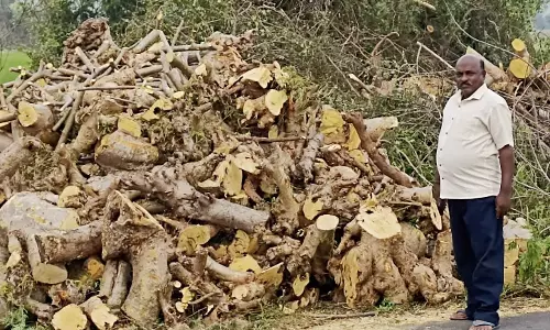 வெட்டி விற்க முயன்ற கோவில் மரங்கள் பறிமுதல்