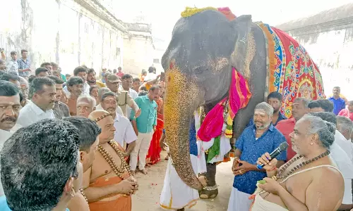 மாயூரநாதர் கோவில் அபயாம்பிகை யானையின் பொன்விழா கொண்டாட்டம்